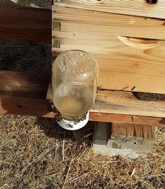  Robbing by bees and yellowjackets at external Boardman feeder; photo by Dewey M. Caron
